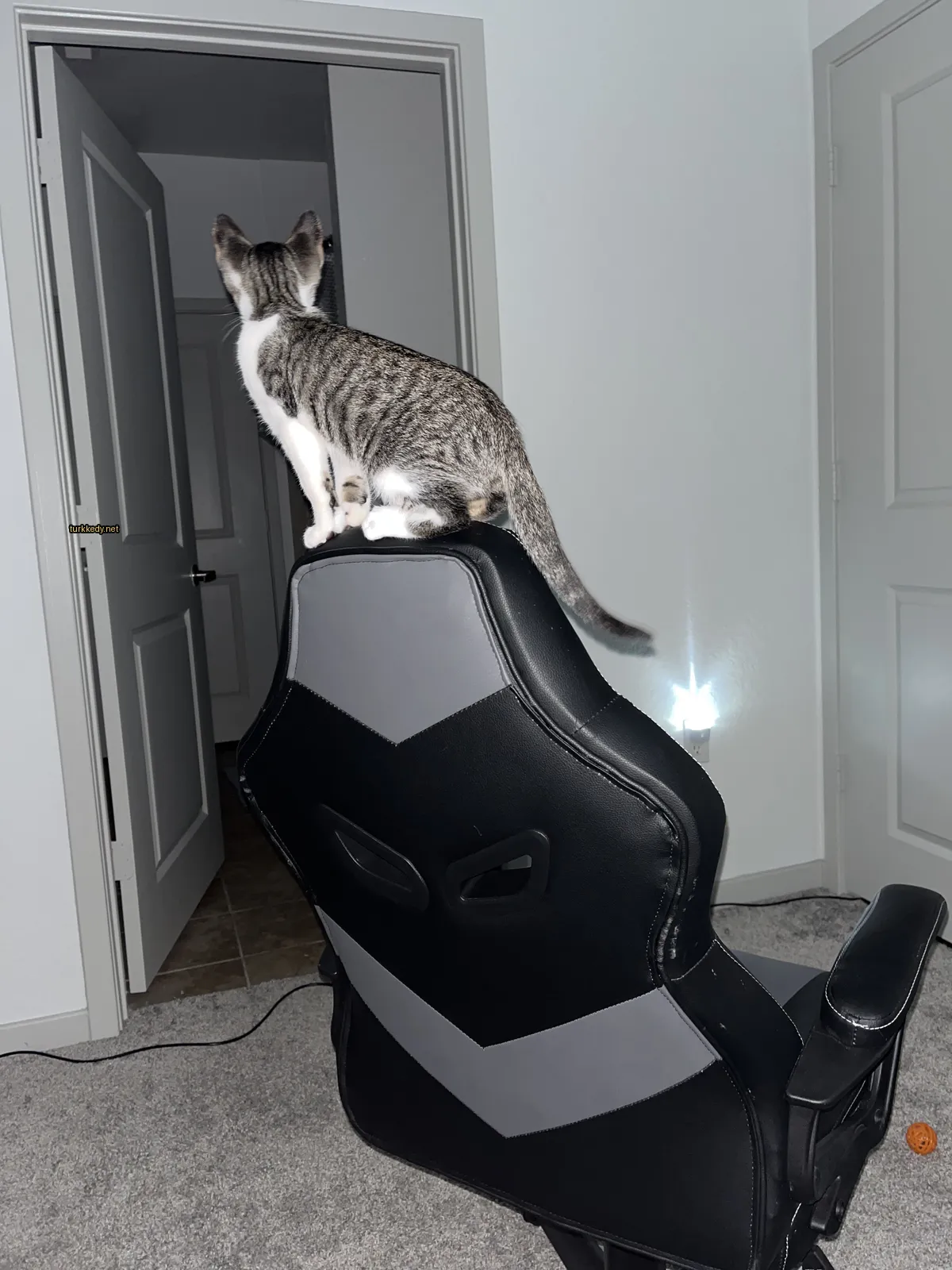 Siyah ve beyaz bir püskürtüye sahip bir kedi siyah bir bilgisayar koltuğunun üzerinde oturuyor.