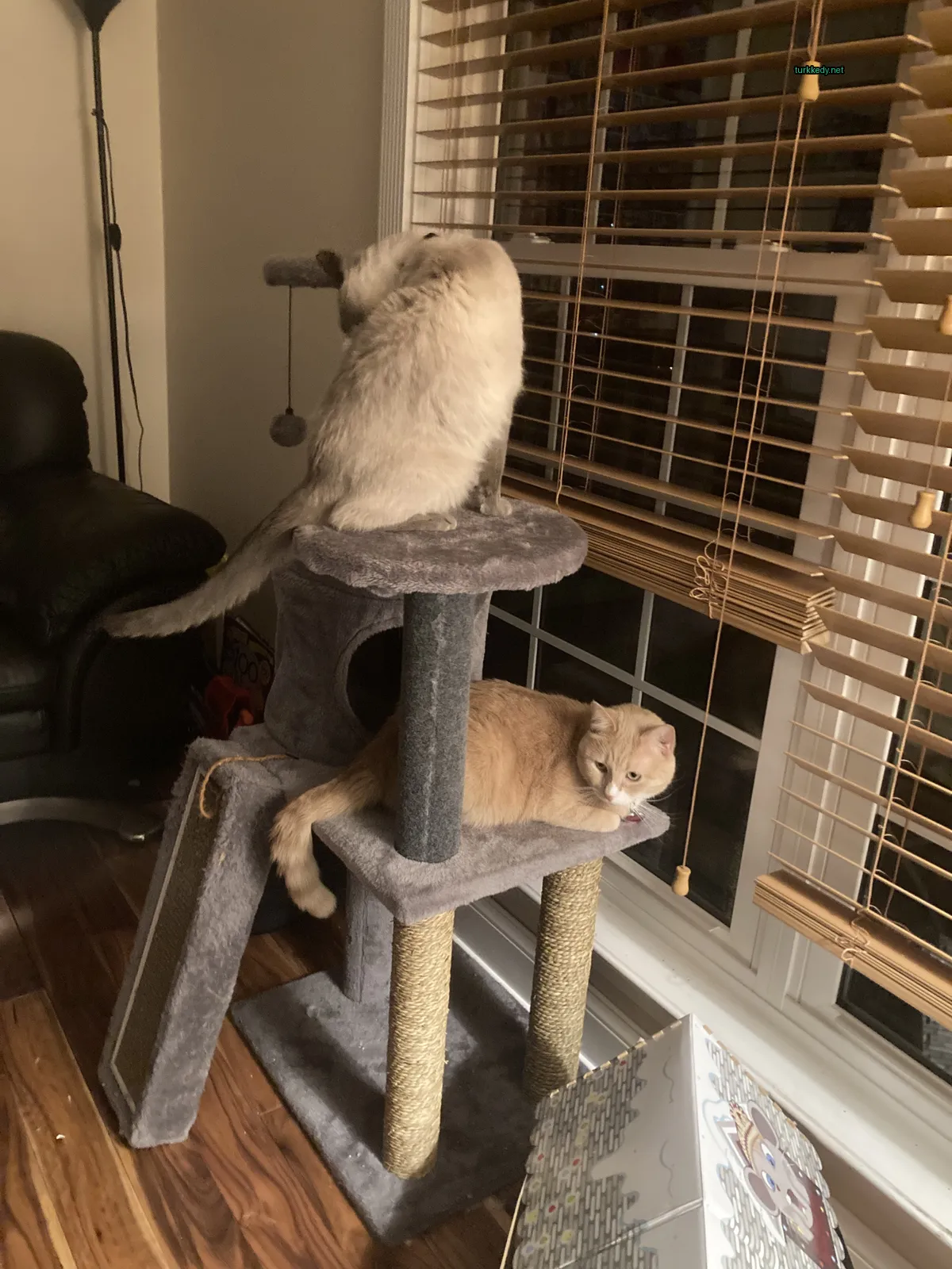 Evde bir kedi kedi ağacında yatıyor.