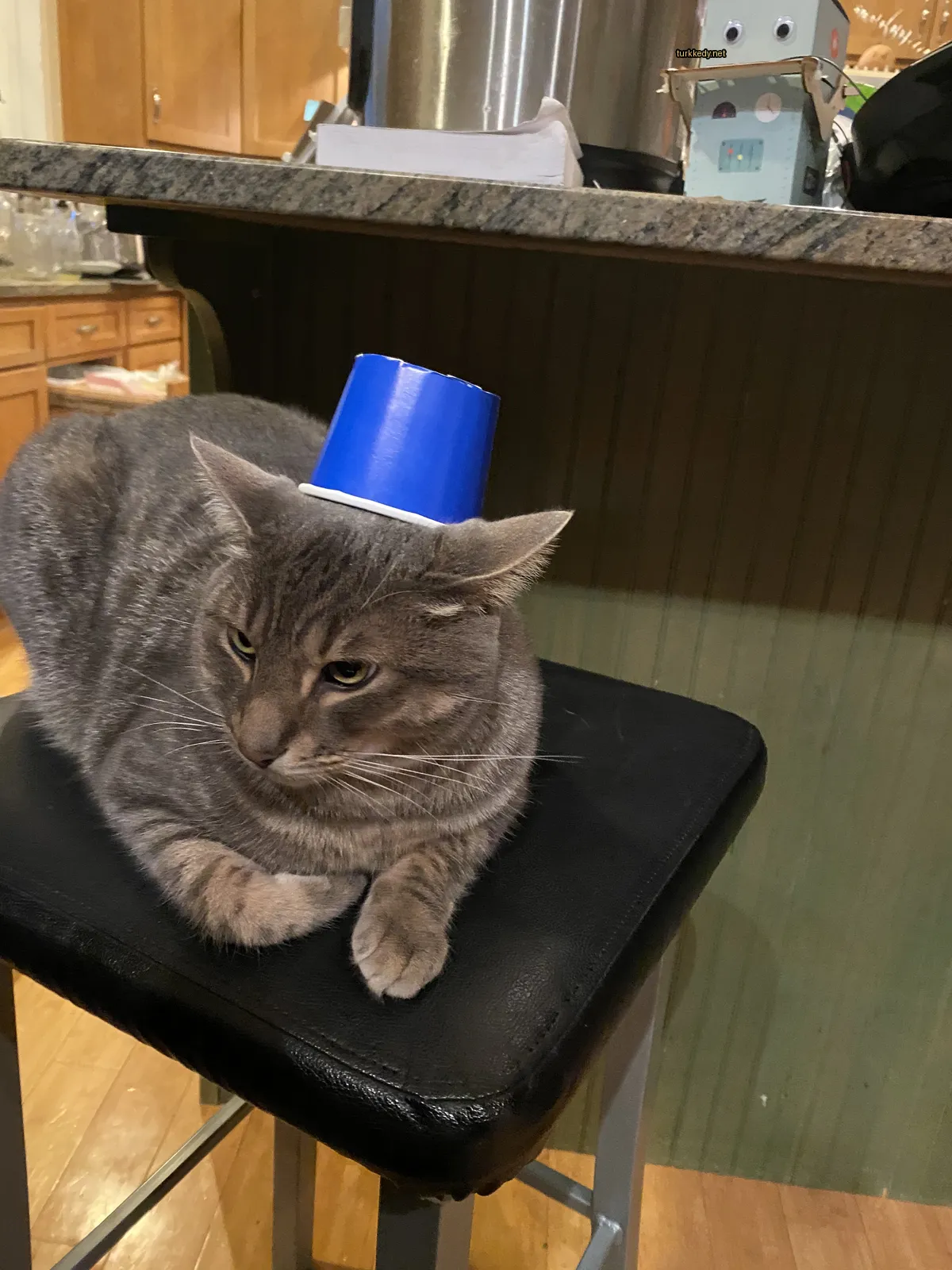 Gri ve beyaz bir kedi mavi bir şapka takmış bir sandalyikada oturuyor.