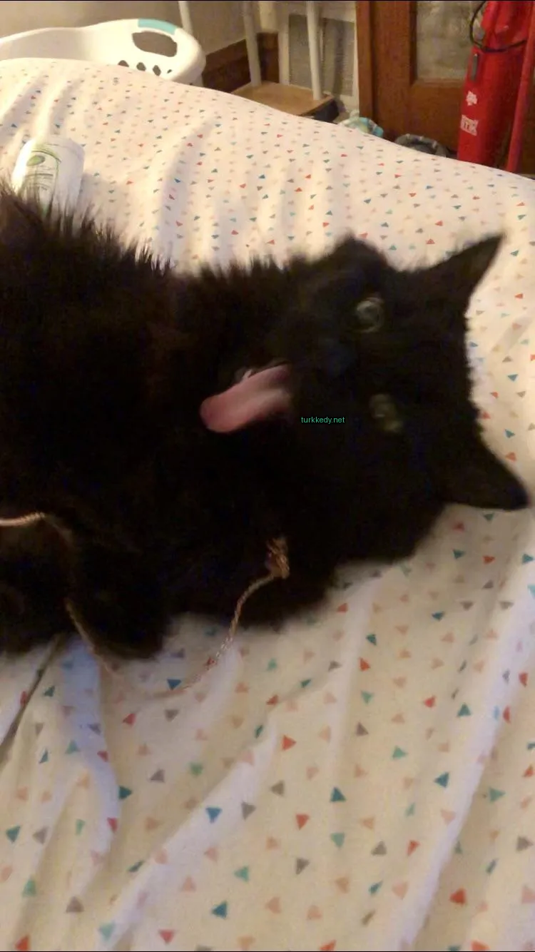 Kara bir kedi, kuyruğundaki yeşil etiketli kordonla birlikte pençelerini yalıyor.