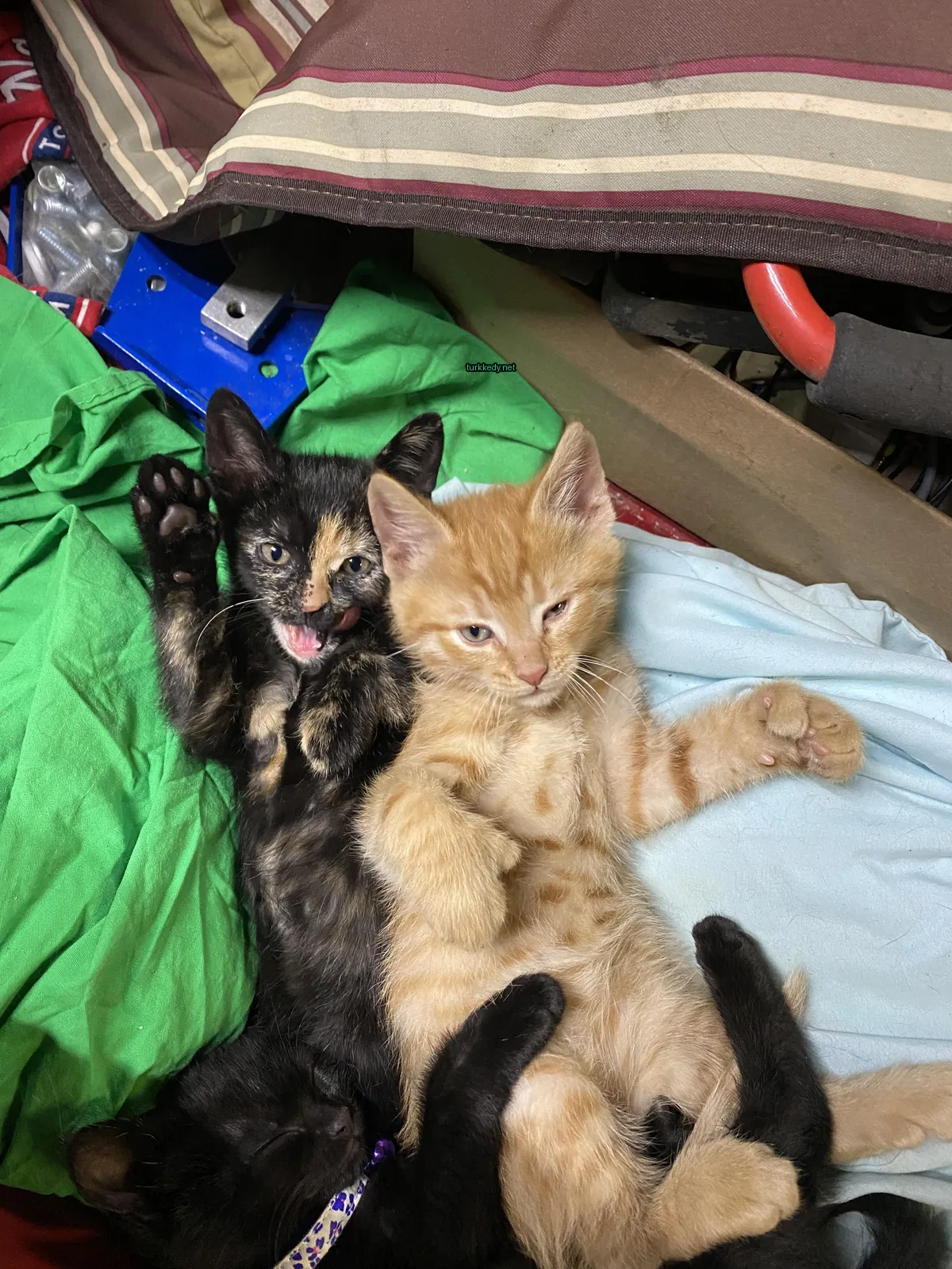 Siyah ve turuncu bir kedi, mavi bir bez üzerinde lekeli bir desene sahip olarak yatıyor.