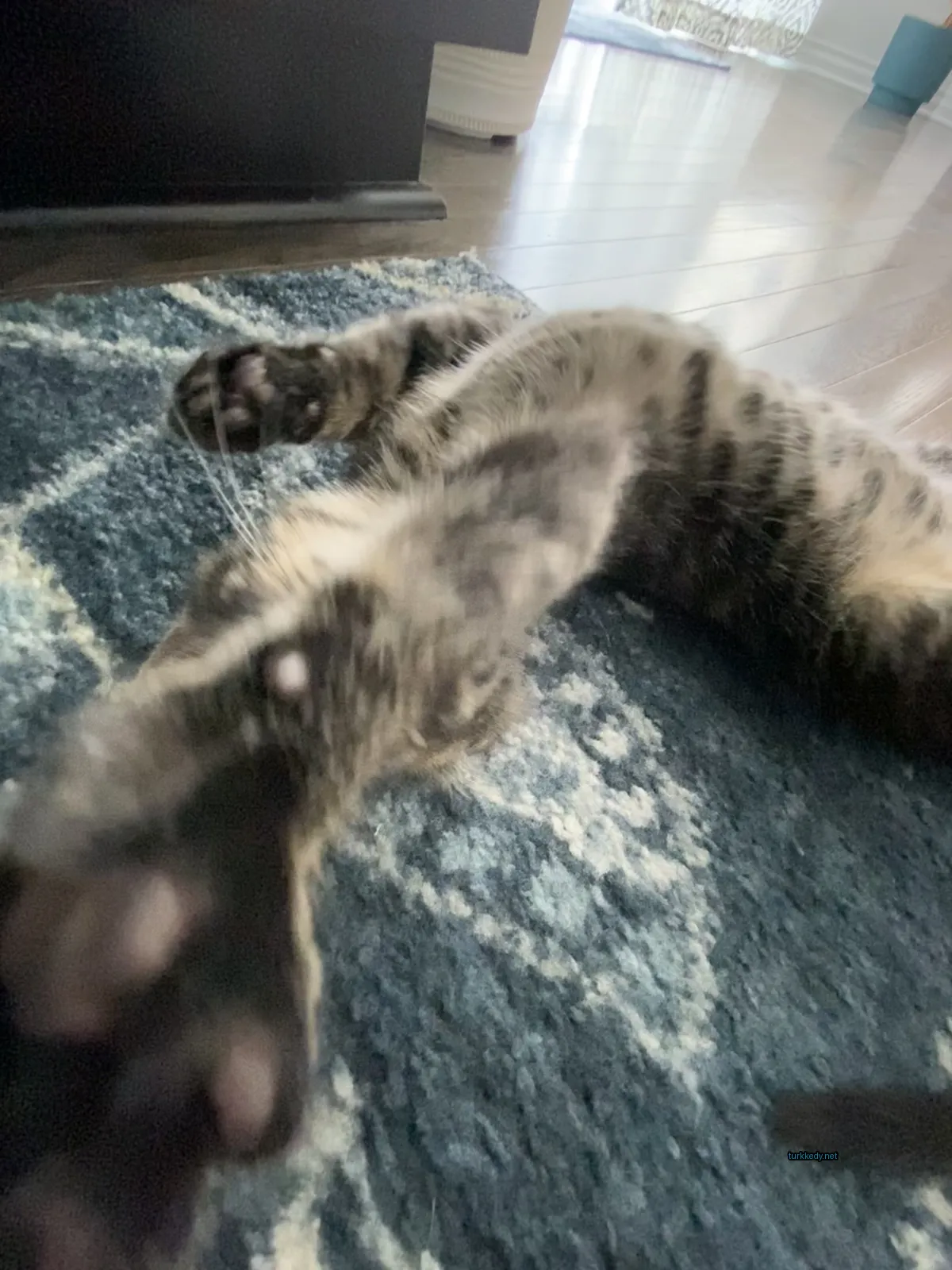 Siyah ve beyaz bir kedi bir halı üzerinde yatıyor.