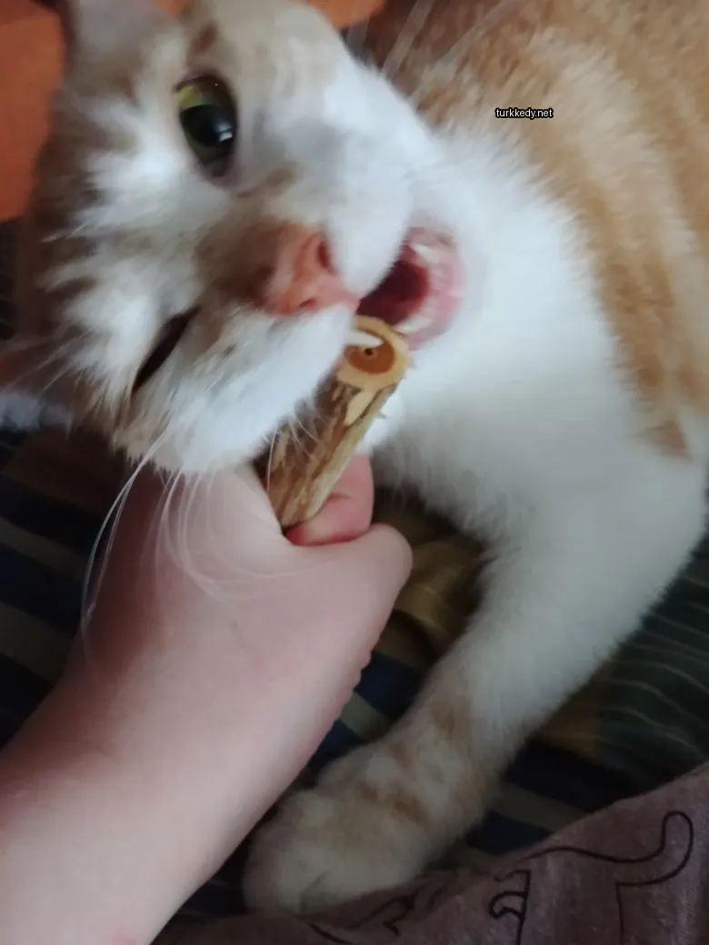 Bir kedi, bir diş fırçasını ağzında tutuyor.