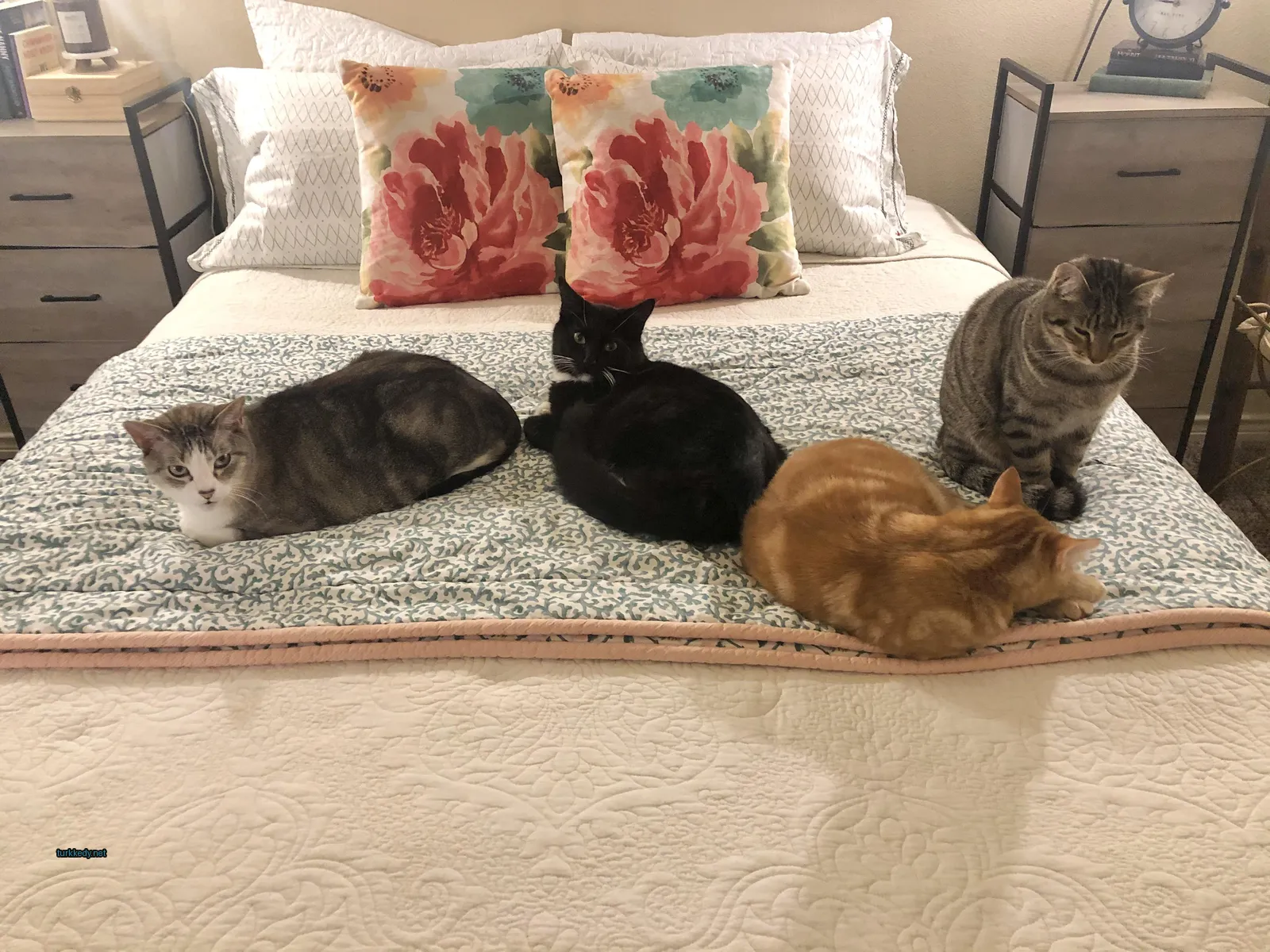 Siyah bir kedi yatakta diğer kedi arkadaşlarıyla uyuyor.