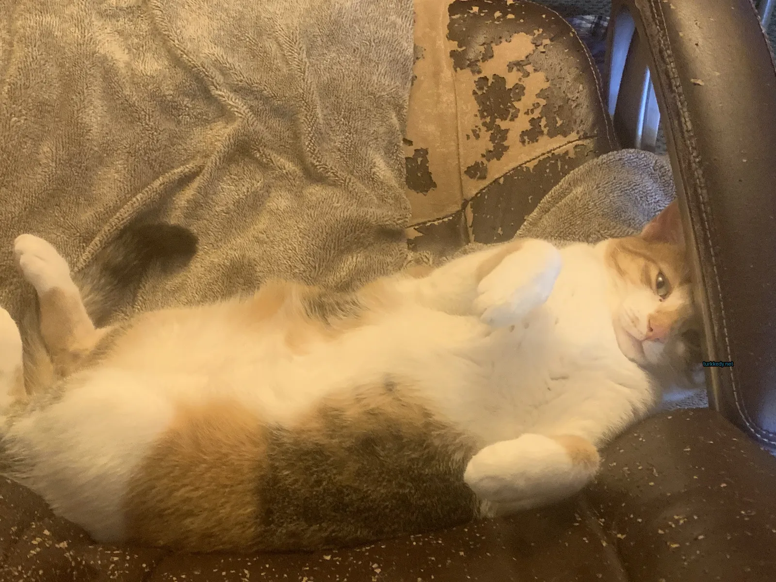 Beyaz ve kahverengi bir kedi bir sofa üzerinde yatıyor.