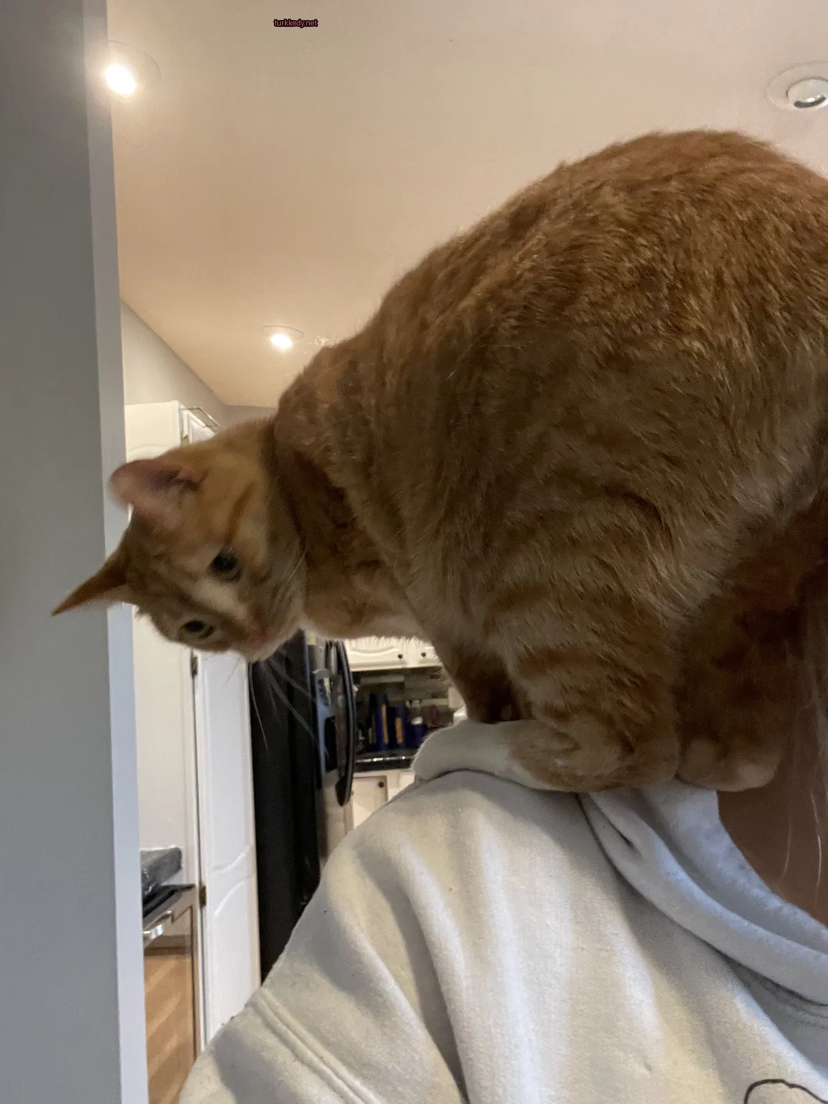 Kara ve beyaz bir kedi bir kişinin omzunda oturuyor.