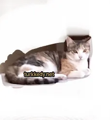 Beyaz bir zemin üzerinde kahverengi ve beyaz tüylü bir kedi yatıyor.