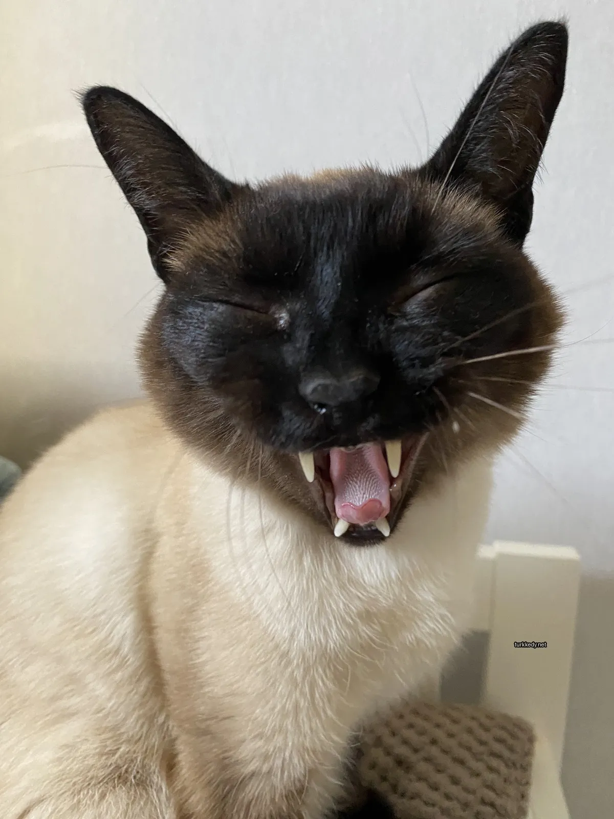 Bir Siyam kedi beyaz göğüs ve siyah kulak ve kuyruğu olan bir masa üzerinde oturuyor.