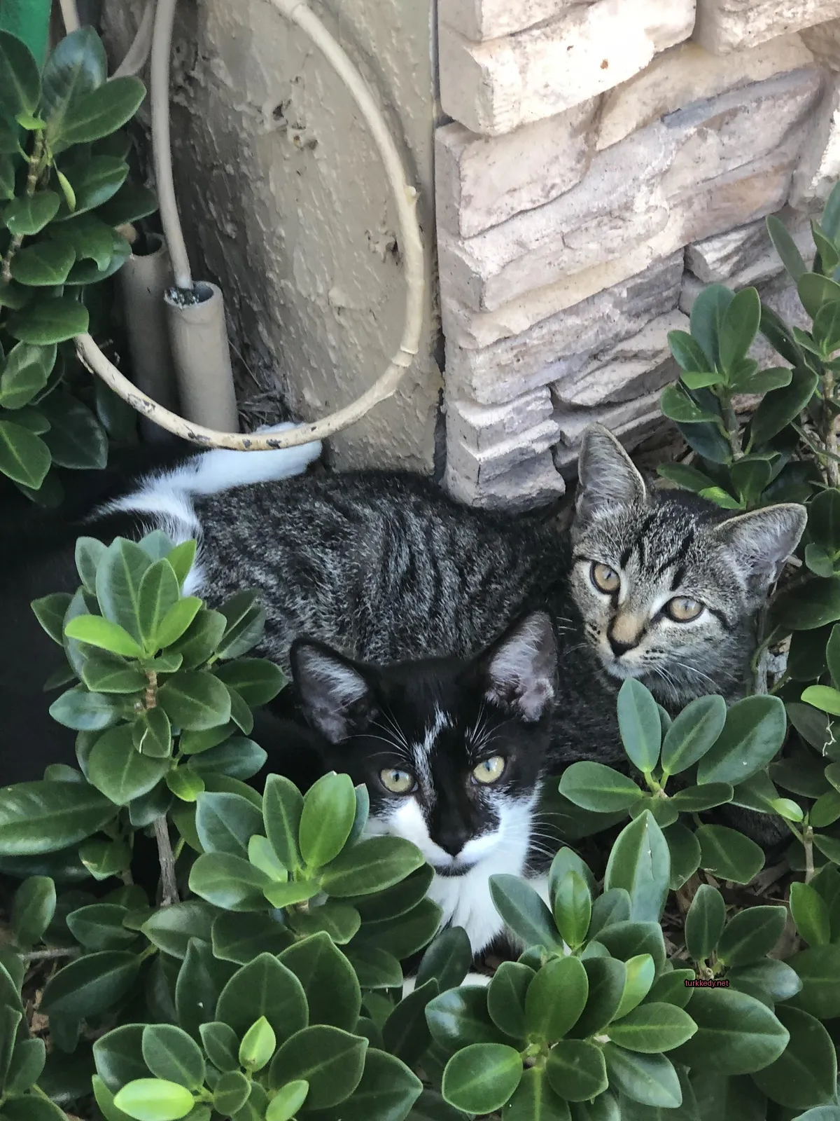 Siyah ve beyaz bir kedi çalılıklarda yatıyor.