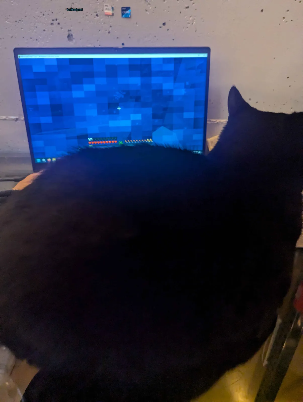 Bir siyah kedi masa başında bir laptop önünde oturuyor.