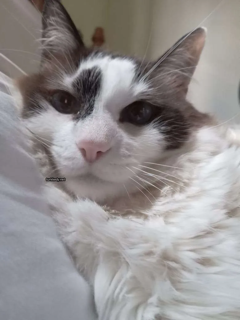 Beyaz ve siyah bir kedi beyaz bir minderin üzerinde yatıyor.