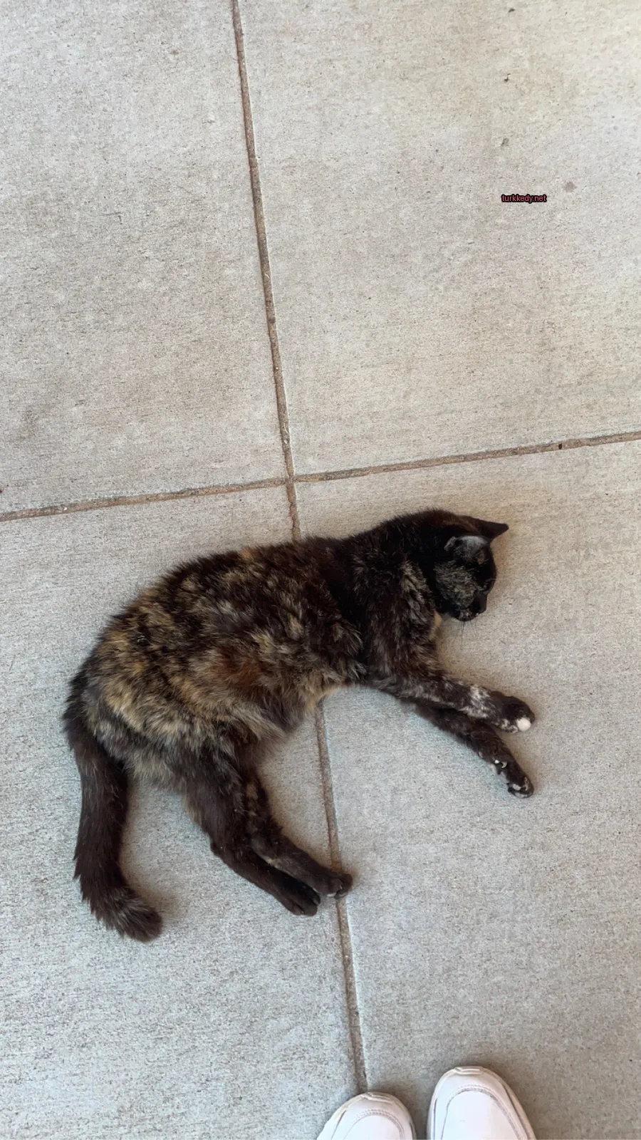 Siyah ve kahverengi bir kedi zemine yatıyor.
