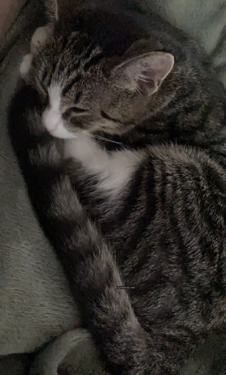 Gri ve beyaz bir kedi bir sofa üzerinde sarılı duruyor.