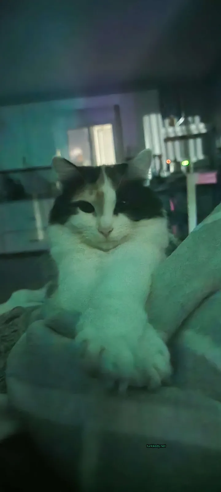 Beyaz yüzü ve kahverengi kulakları olan bir calico kedi yatakta oturuyor.