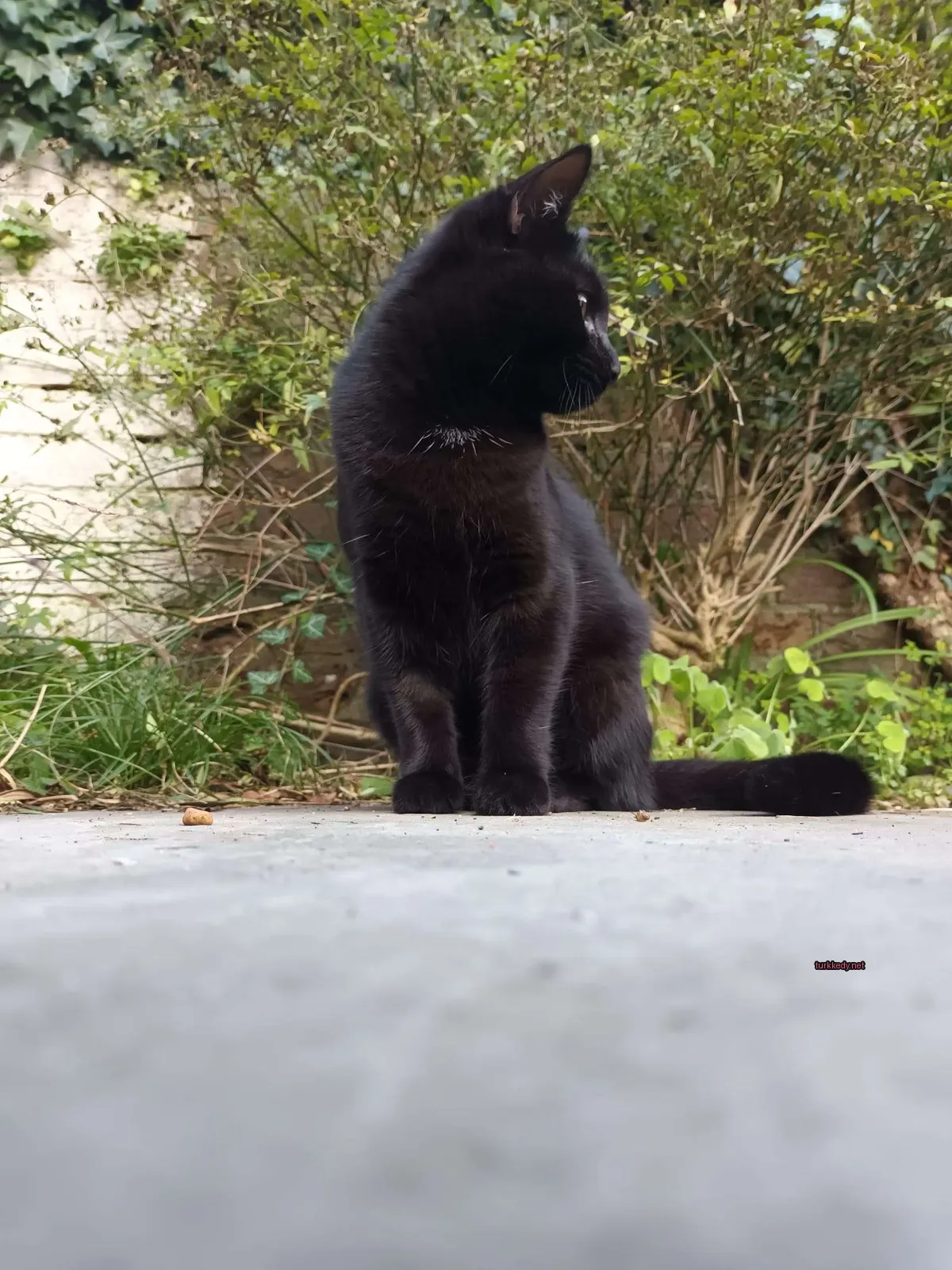 Bir siyah kedi bir yolun üzerinde oturuyor.