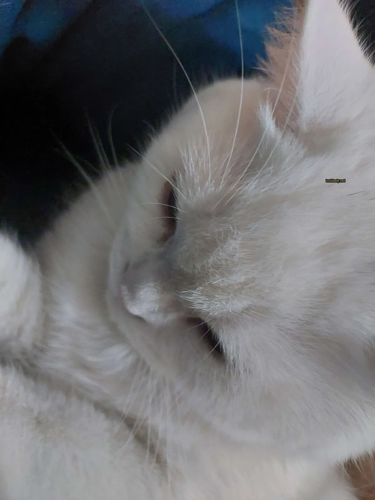 Beyaz bir kedi, siyah bir yüzeye yatmış siyah tüylü.