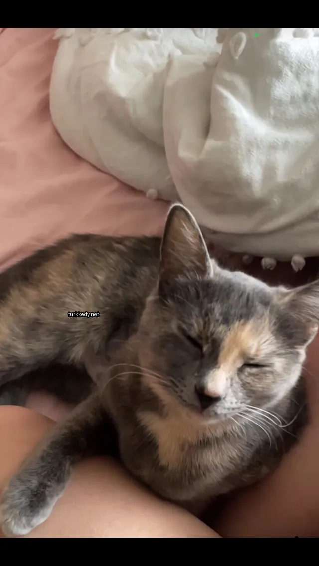 Gri ve turuncu bir kedi yatakta yatıyor.