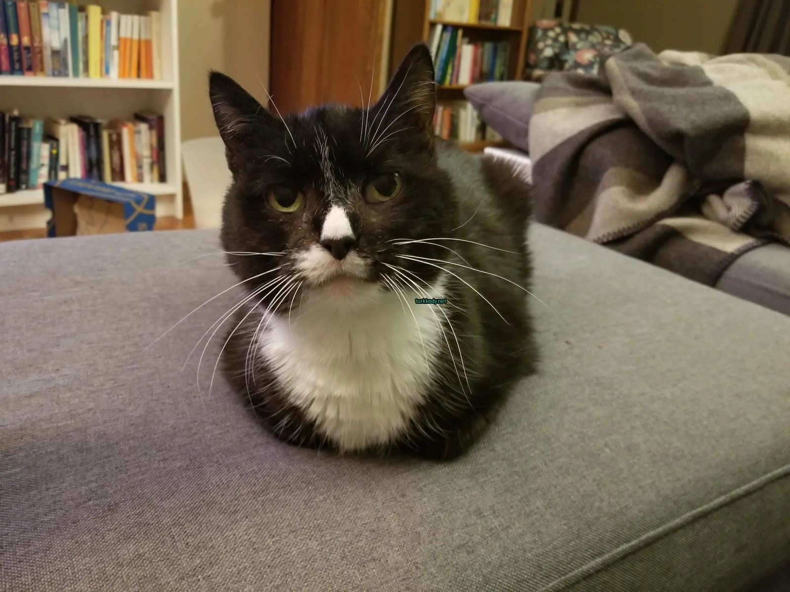 Siyah ve beyaz bir kedi, beyaz çeneli ve yeşil bir kemerli, bir sofa üzerinde oturuyor.