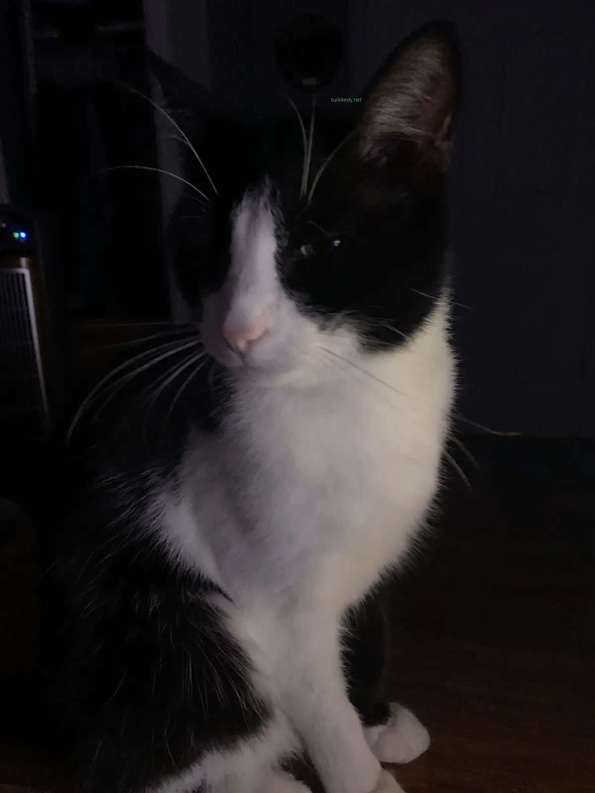 Siyah ve beyaz bir kedi pencereden karşıda bir masada oturuyor.