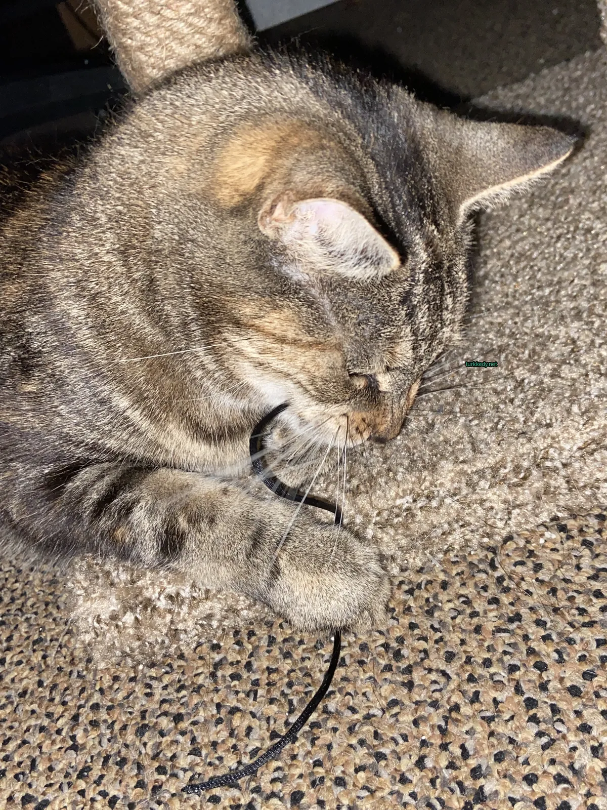 Gri ve siyah bir kedi, ağzında yeşil bir oyuncakla.