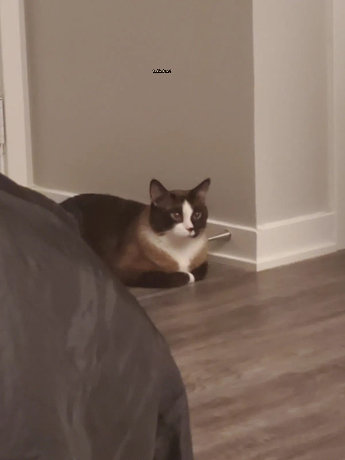Kahverengi ve beyaz bir kedi zemine oturuyor.