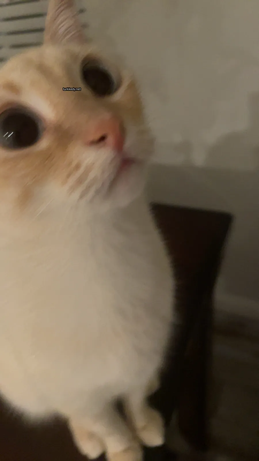 Beyaz ve turuncu bir kedi bir sandalyede oturuyor.