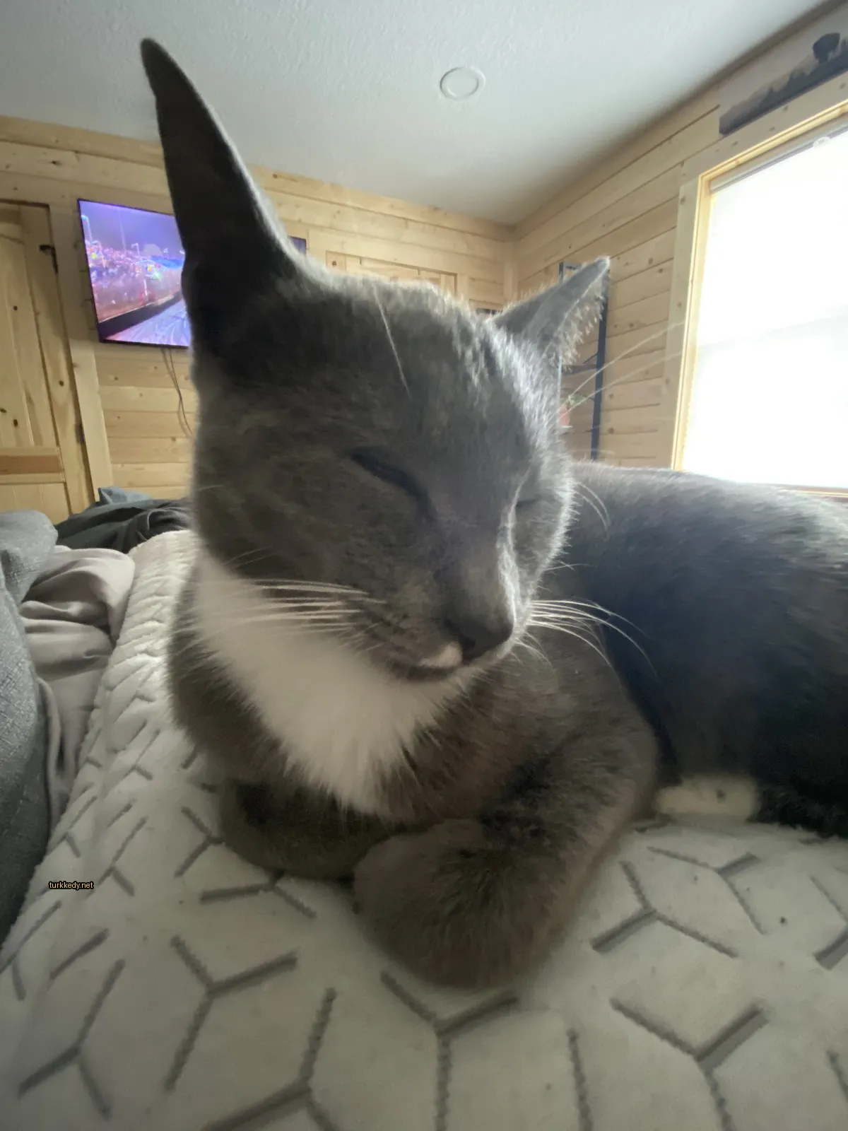 Beyaz ve gri bir kedi televizyonun önünde yatakta yatıyor.