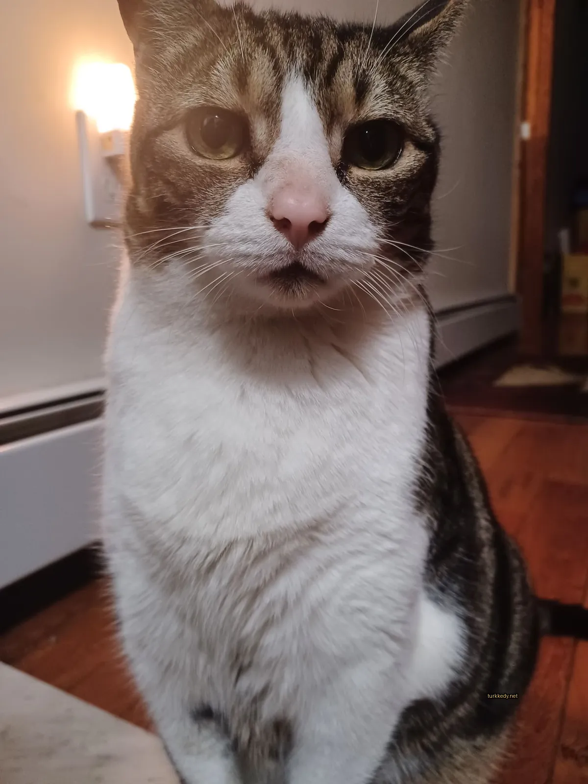 Kahverengi ve beyaz bir kedi, bir ahşap zemin üzerinde oturuyor.