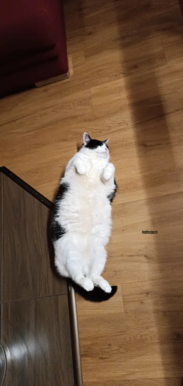 Siyah ve beyaz bir kedi zeminde yatıyor.