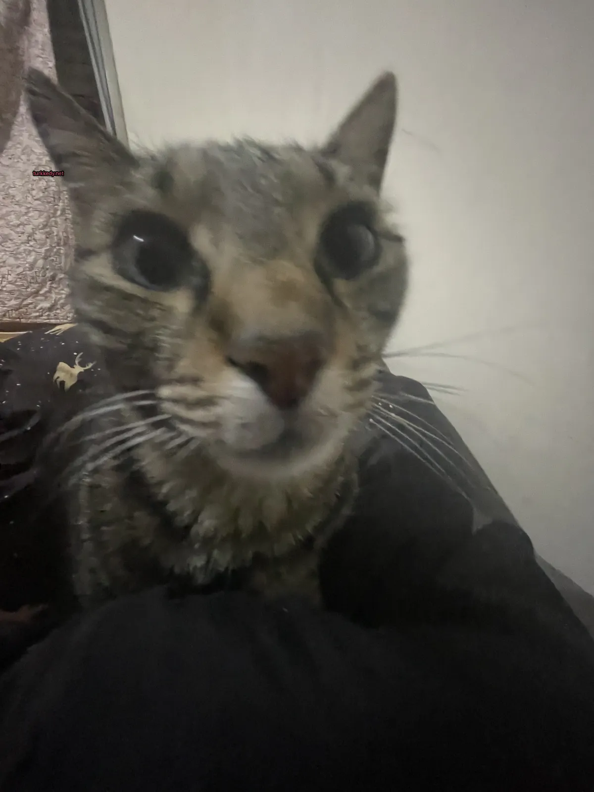 Gri ve beyaz bir kedi, siyah bir yüzük ile siyah bir sofa üzerinde oturuyor.