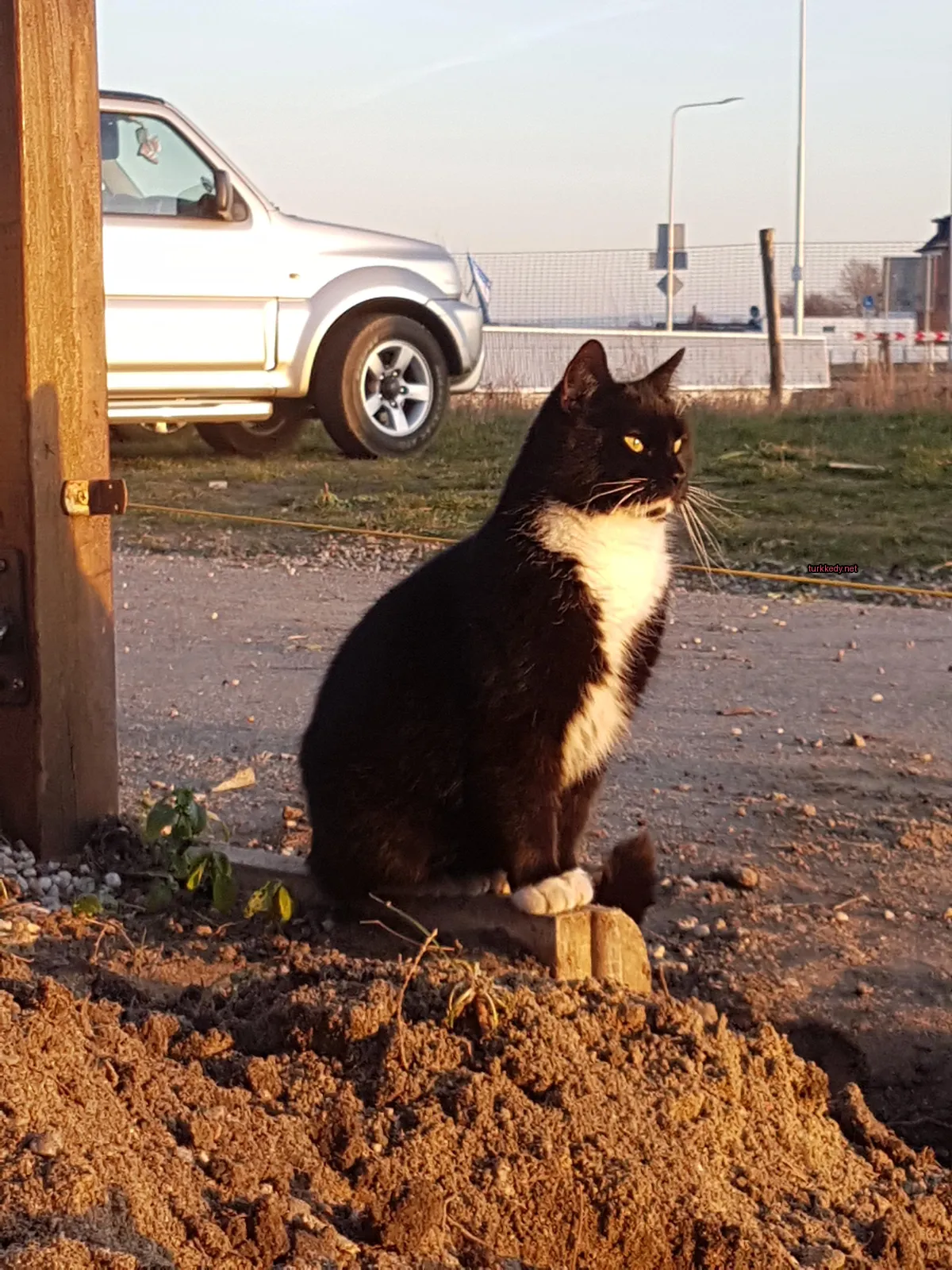 Siyah beyaz bir kedi, beyaz bir kamyonun önünde bir kütük üzerinde oturuyor.