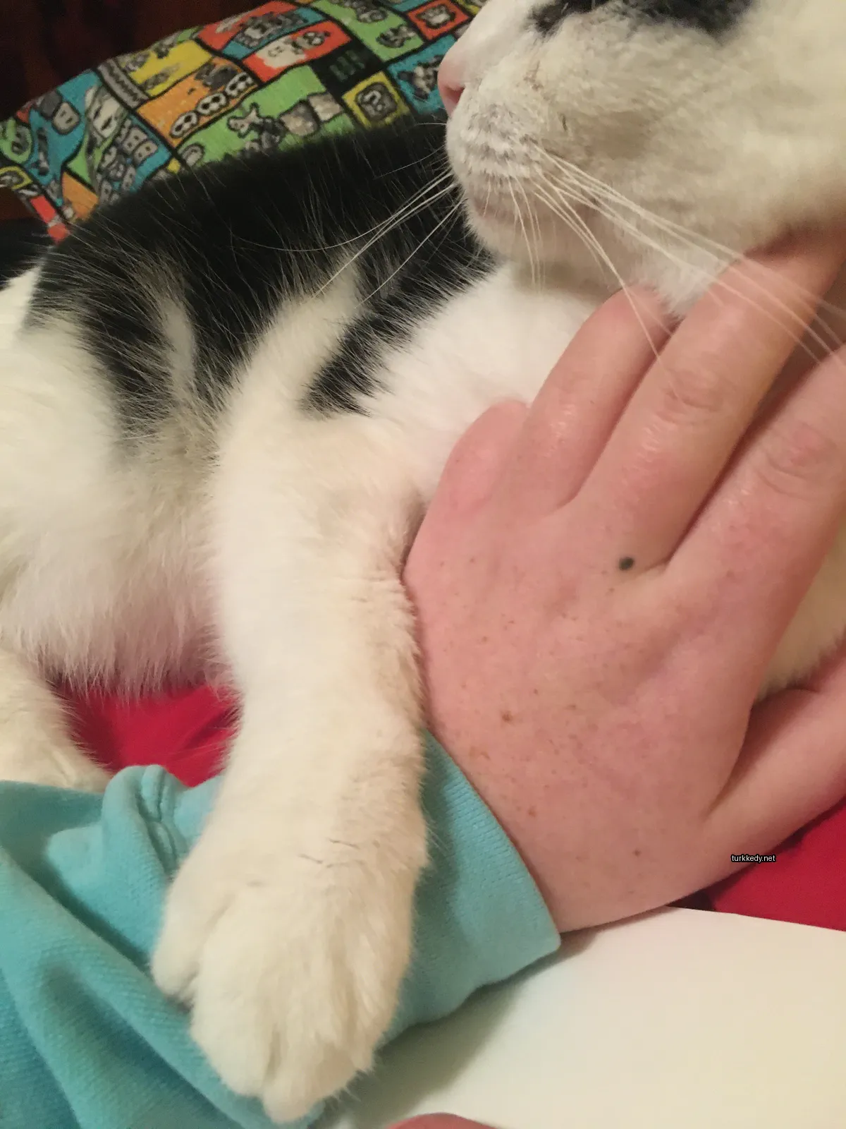 Siyah bir kedi, kırmızı bir bez üzerinde, beyaz bir leke olan pembe bir burunlu bir beyaz leke ile yatıyor.