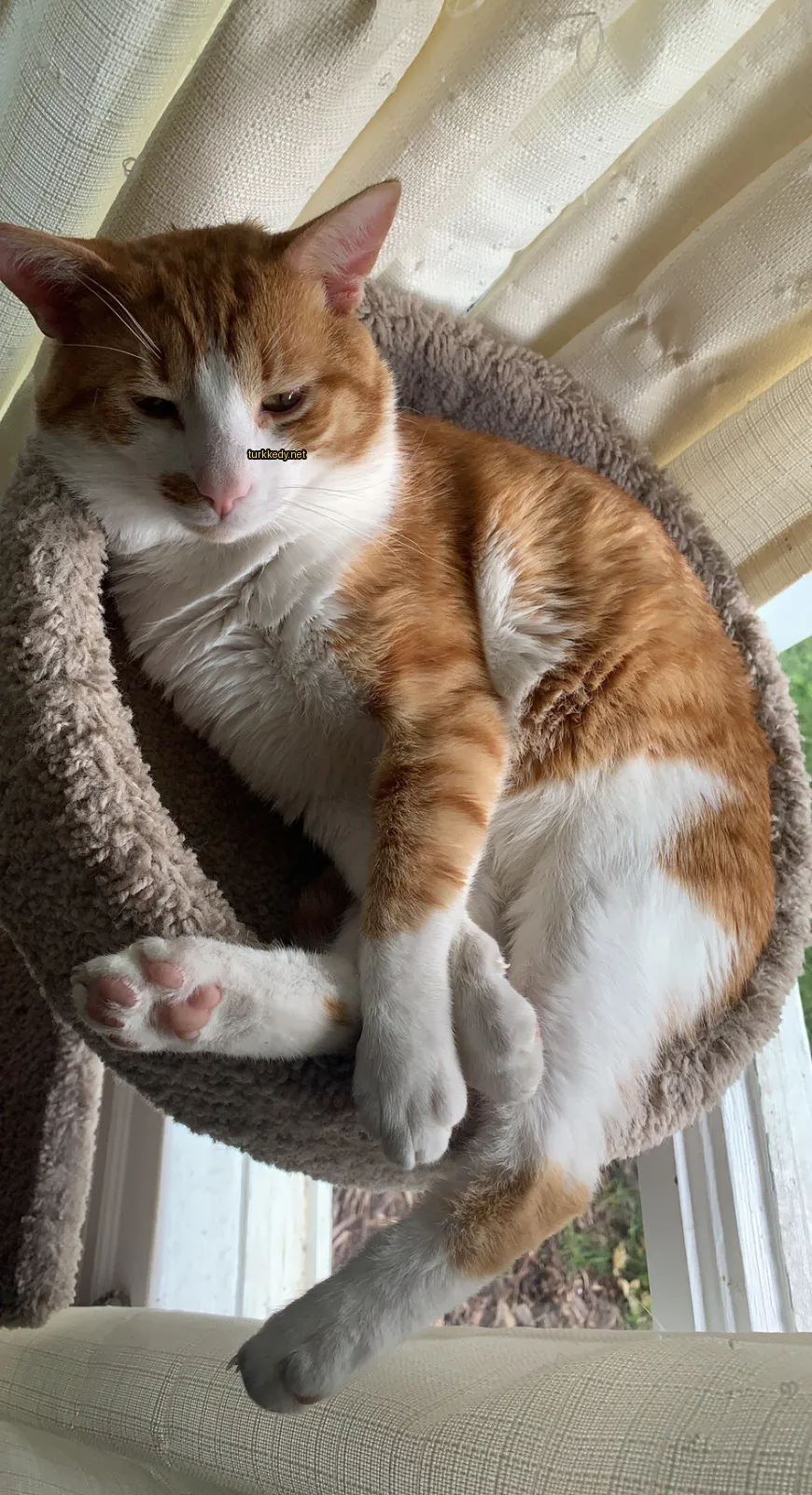 Beyaz yüzü ve krem rengi tüylü bir kedi bir kedi ağacında oturuyor.