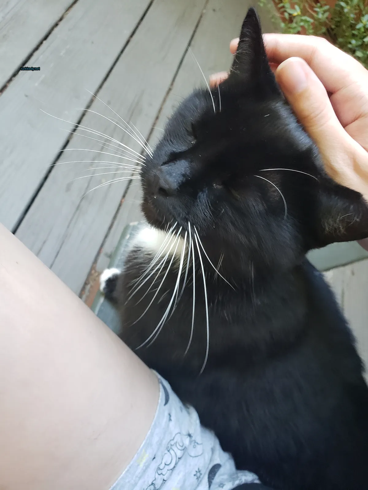 Siyah beyaz bir kedi, yüzüne beyaz bir çizgi bulunan, bir bankta oturuyor.