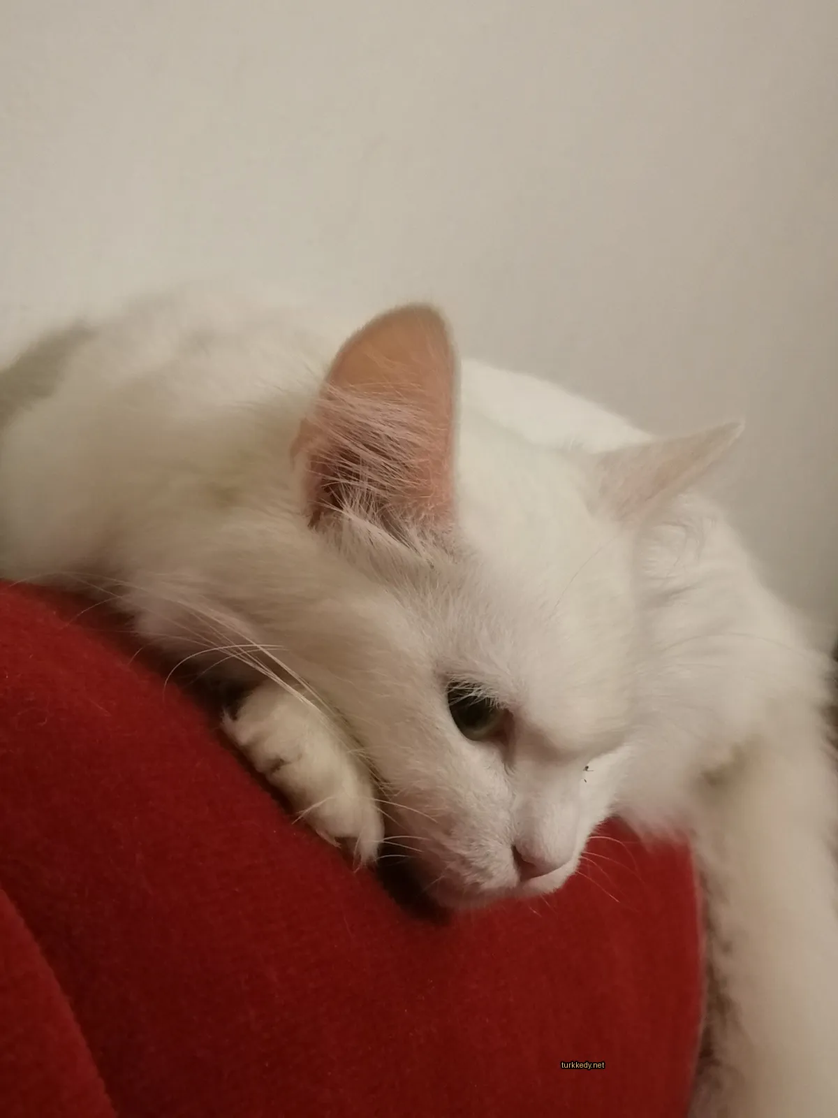 Beyaz bir kedi, siyah burun ve gözleri ile kırmızı bir sofa üzerinde yatıyor.