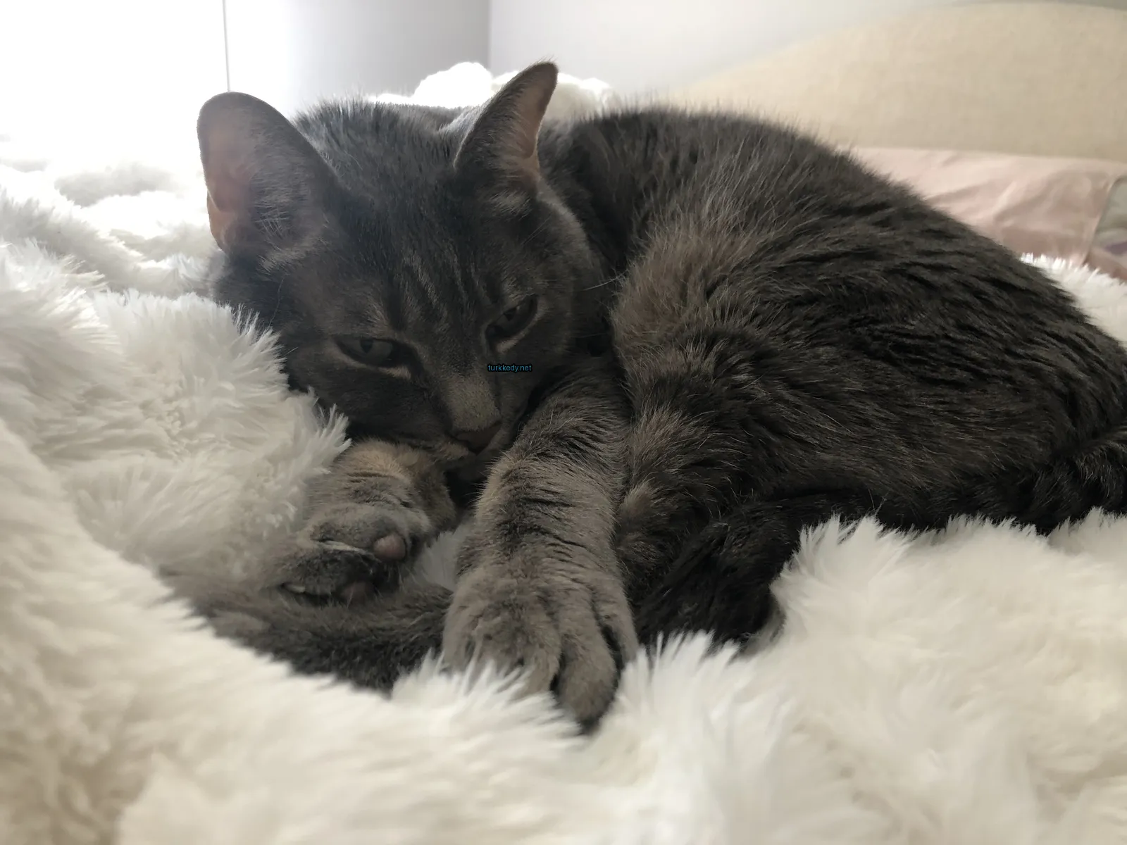 Gri bir kedi beyaz bir yastıkta beyaz burunlu mavi gözlerle yatıyor.
