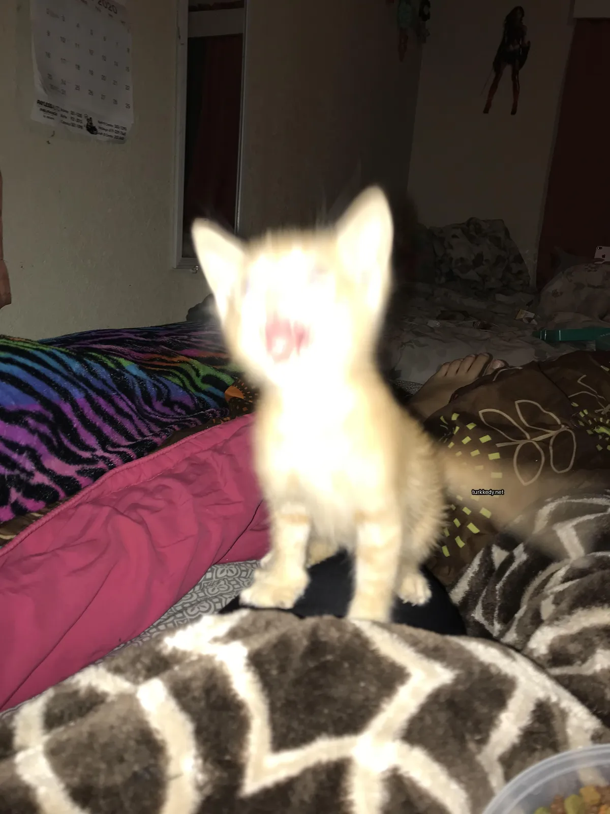 Kırmızı ve beyaz bir kedi yatağın üzerinde oturuyor.