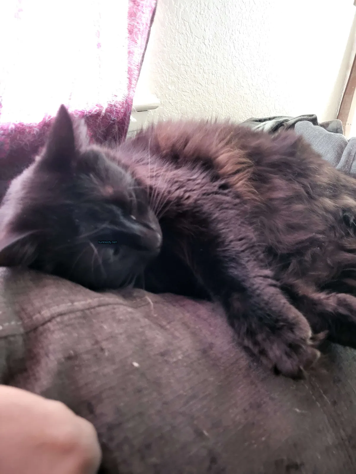 Siyah bir kedi, gri ve beyaz desenli bir kedi, bir sofa üzerinde yatıyor.