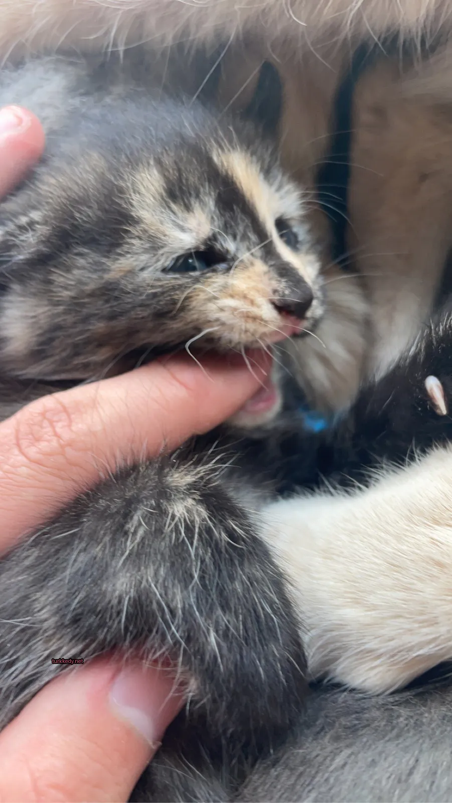 Küçük bir kedi, siyah ve kahverengi bir deri desenine sahip ve parmağını ısırmakta.
