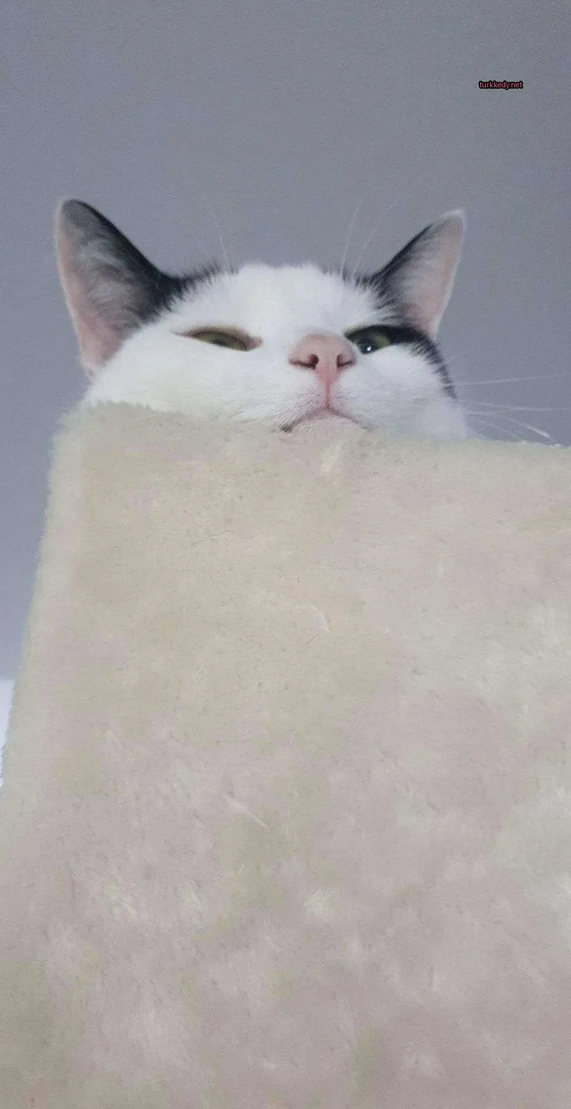 Siyah beyaz bir kedi, bir beyaz kedi yatağında yatıyor.