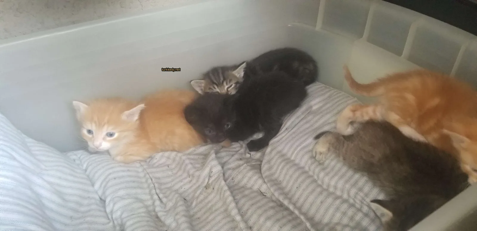 Beyaz ve siyah bir kedi yatakta diğer kedilerle yan yana yatıyor.