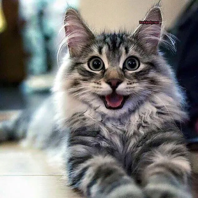 Gri ve beyaz bir kedi, desenli bir patternle ahşap zeminde yatıyor.