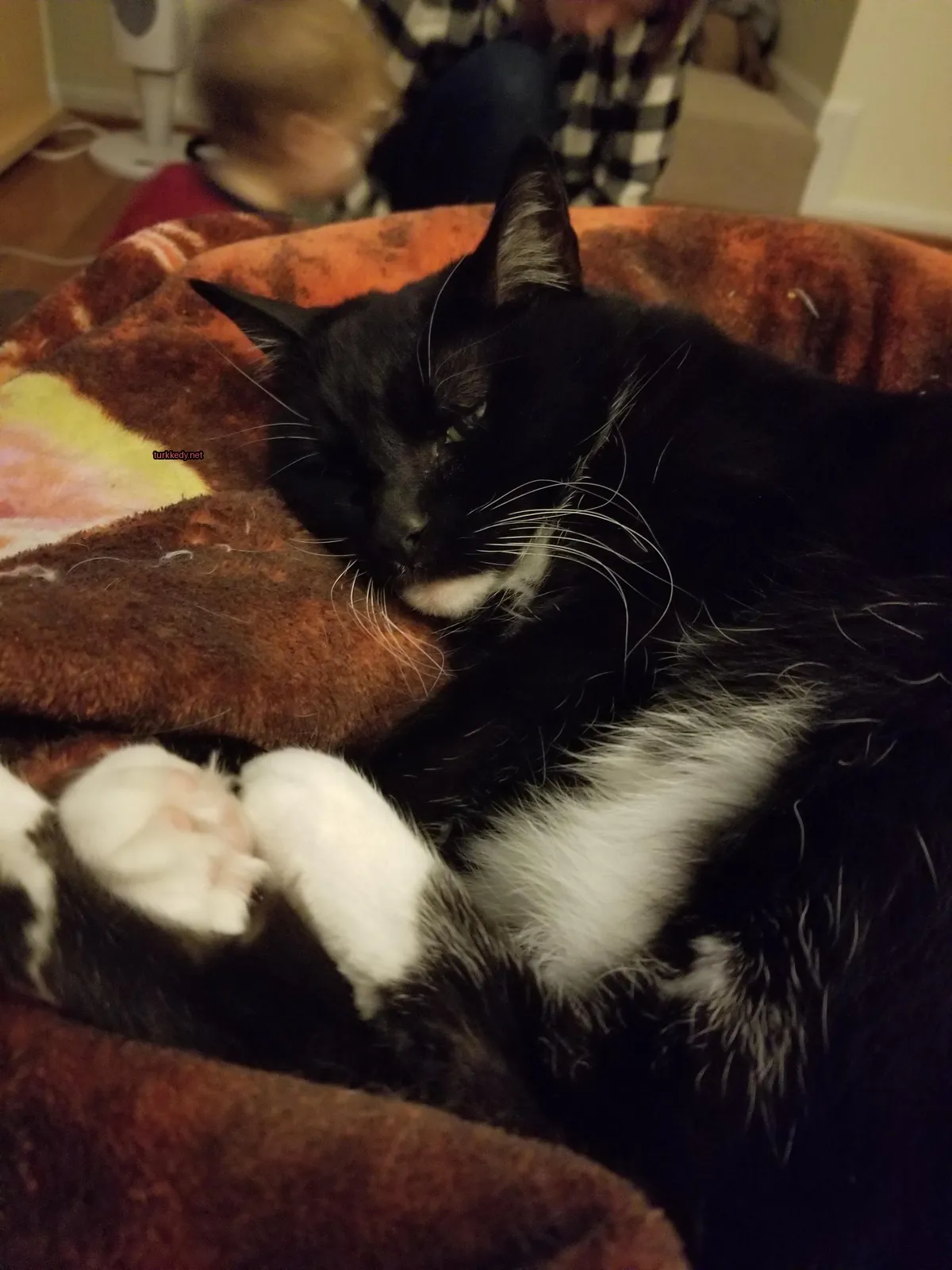 Siyah ve beyaz bir kedi bir bez üzerinde yatıyor.