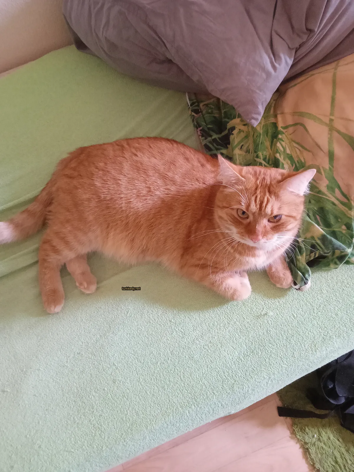 Beyaz yüzü ve tırnakları olan büyük bir turuncu kedi, yeşil bir bez üzerinde yatıyor.
