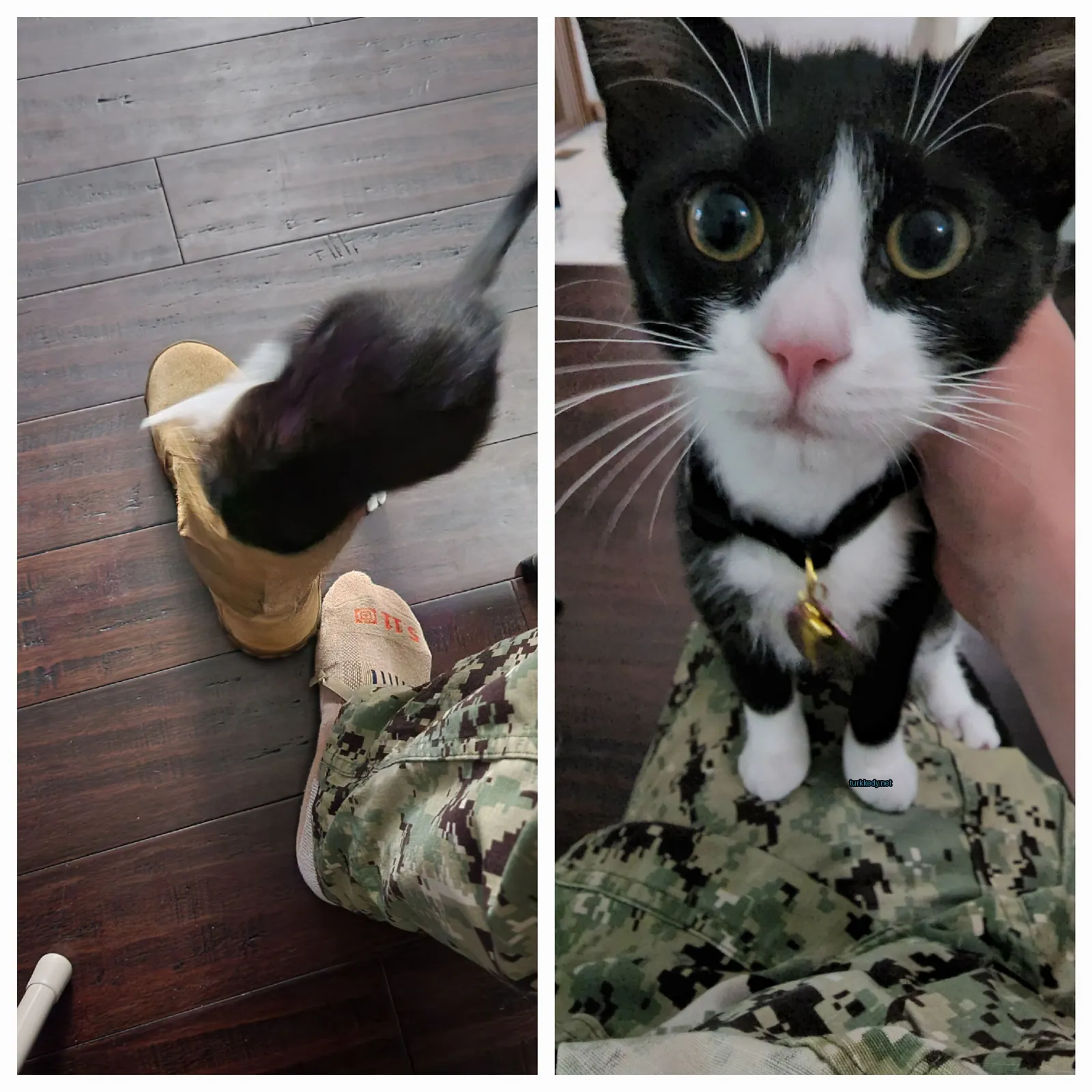 Siyah ve beyaz bir kedi bir kişinin bacakları üzerinde oturuyor.