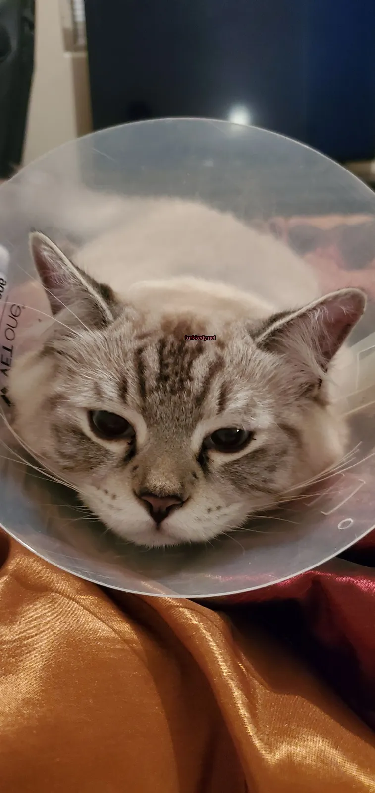 Beyaz ve gri bir kedi, başındaki koni ile yatar pozisyonda.