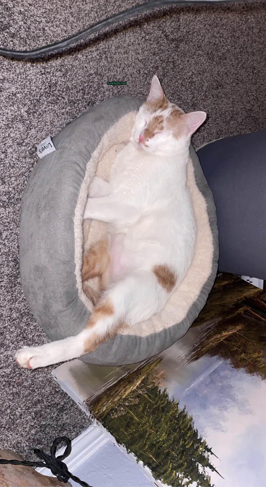 Beyaz ve turuncu bir kedi yatakta yatıyor.