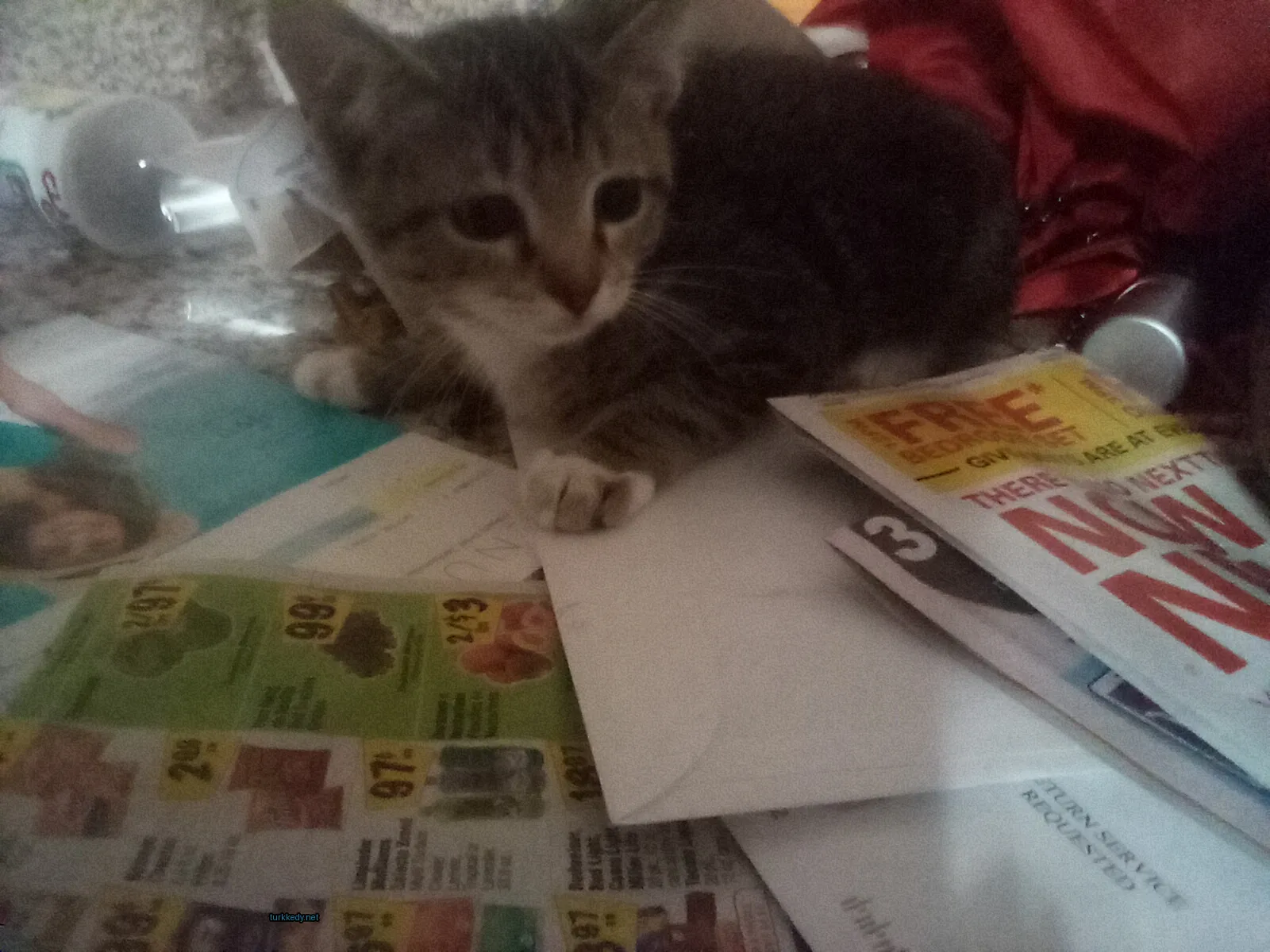 Gri ve beyaz bir kedi posta yığınları üzerinde yatıyor.