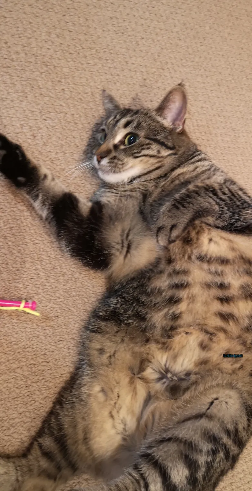 Gri ve beyaz bir kedi zemine yatıyor.