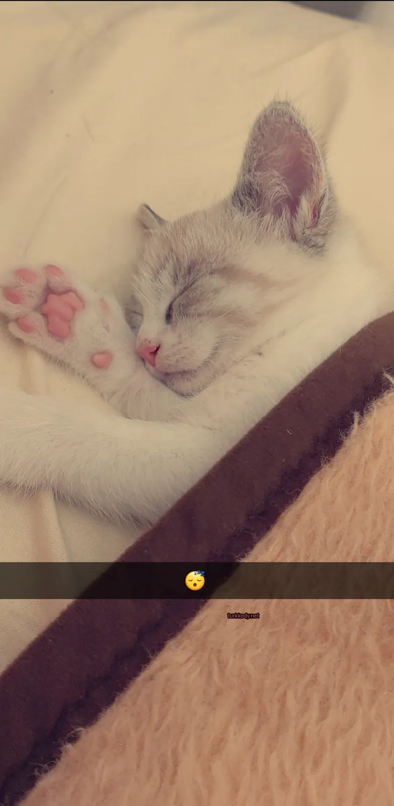 Beyaz bir kediye ait pembe ayaklı bir kedi kahverengi bir battaniyenin üzerinde uyuyor.